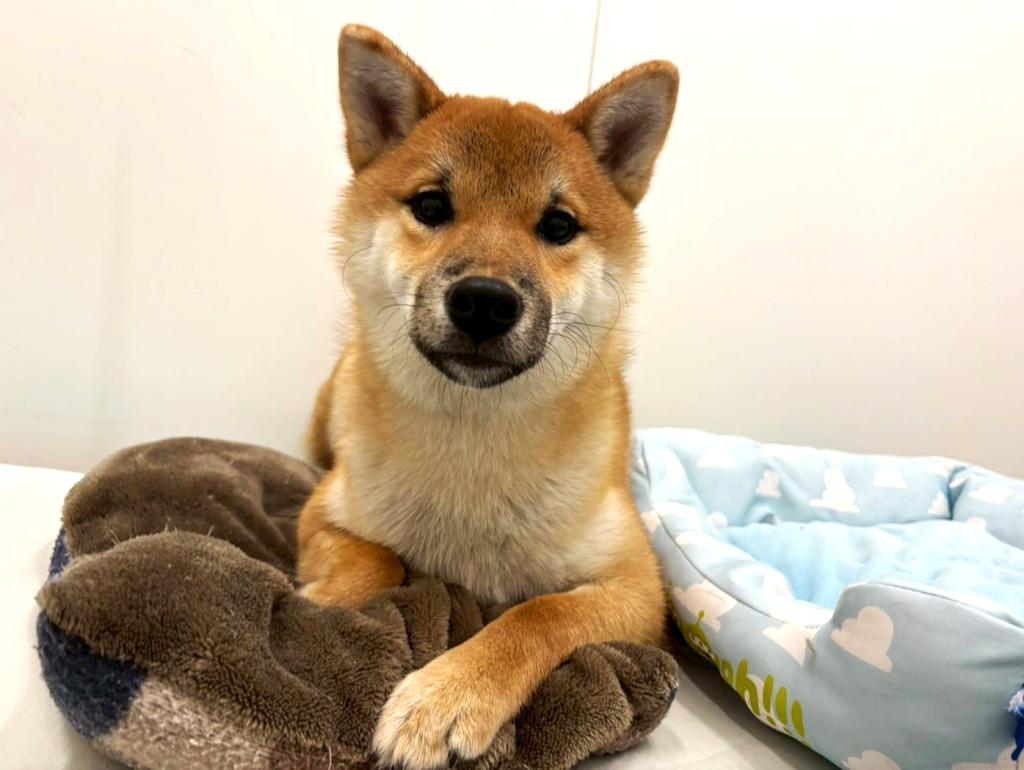 栃木県の柴犬(標準サイズ) (ペッツワン宇都宮平出店/2025年5月24日生まれ/男の子/赤)の子犬の1枚目の画像