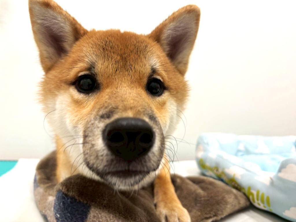 栃木県の柴犬(標準サイズ) (ペッツワン宇都宮平出店/2025年5月24日生まれ/男の子/赤)の子犬の3枚目の画像