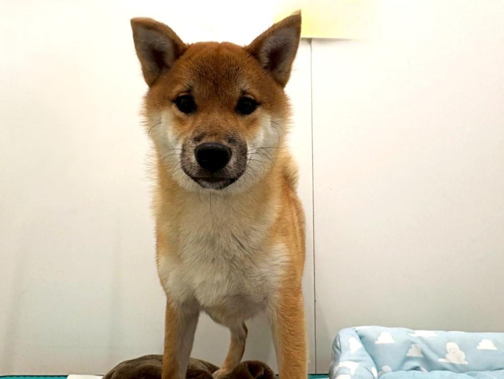 栃木県の柴犬(標準サイズ) (ペッツワン宇都宮平出店/2025年5月24日生まれ/男の子/赤)の子犬の2枚目の画像