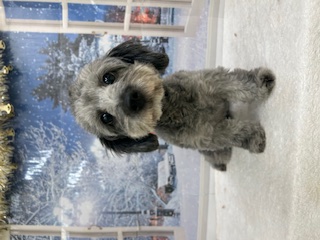 茨城県のハーフ犬・ミックス犬 (ペットアミ石岡店/2025年5月29日生まれ/女の子/シルバー)の子犬