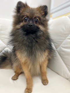 茨城県のポメラニアン (ペッツワン石岡玉里店/2025年5月22日生まれ/男の子/オレンジ)の子犬の2枚目の画像