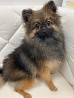 茨城県のポメラニアン (ペッツワン石岡玉里店/2025年5月22日生まれ/男の子/オレンジ)の子犬の3枚目の画像