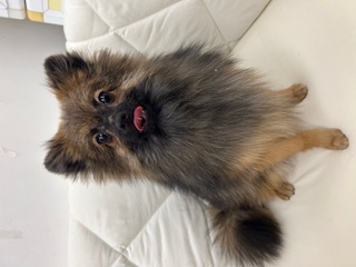 茨城県のポメラニアン (ペッツワン石岡玉里店/2025年5月22日生まれ/男の子/オレンジ)の子犬の4枚目の画像