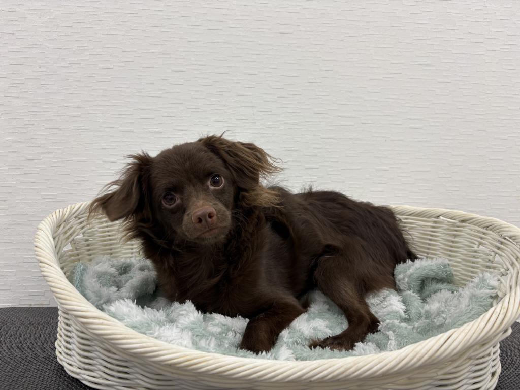 埼玉県のハーフ犬・ミックス犬 (OneBuddy宮代店/2025年5月16日生まれ/男の子/その他色)の子犬の3枚目の画像