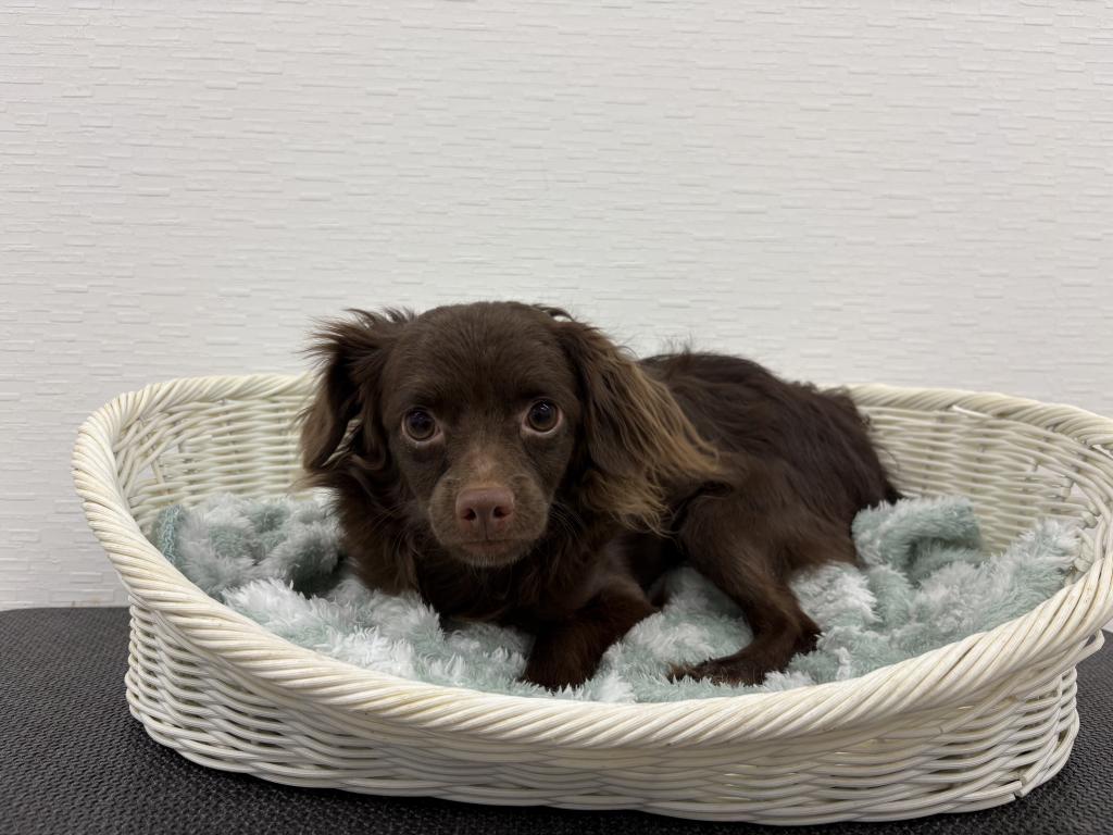 埼玉県のハーフ犬・ミックス犬 (OneBuddy宮代店/2025年5月16日生まれ/男の子/その他色)の子犬の1枚目の画像