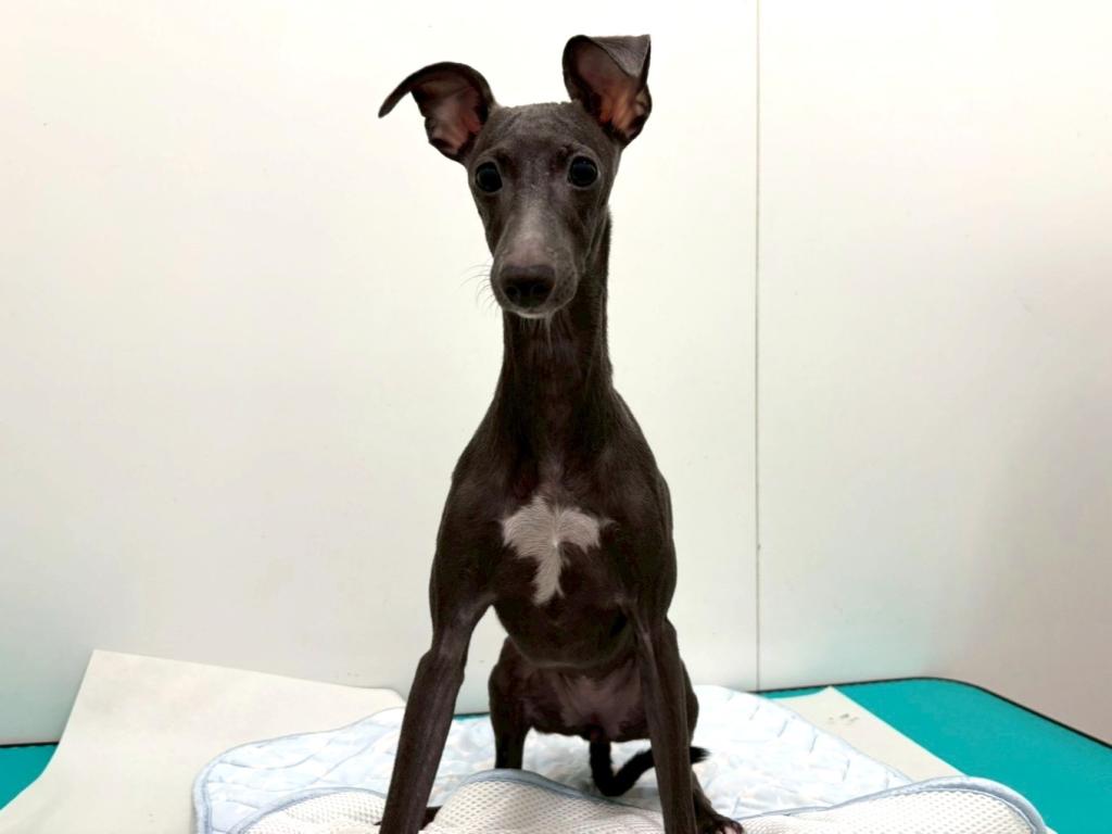 栃木県のイタリアングレーハウンド (ペッツワン宇都宮平出店/2025年5月16日生まれ/女の子/ブルーホワイト)の子犬の2枚目の画像