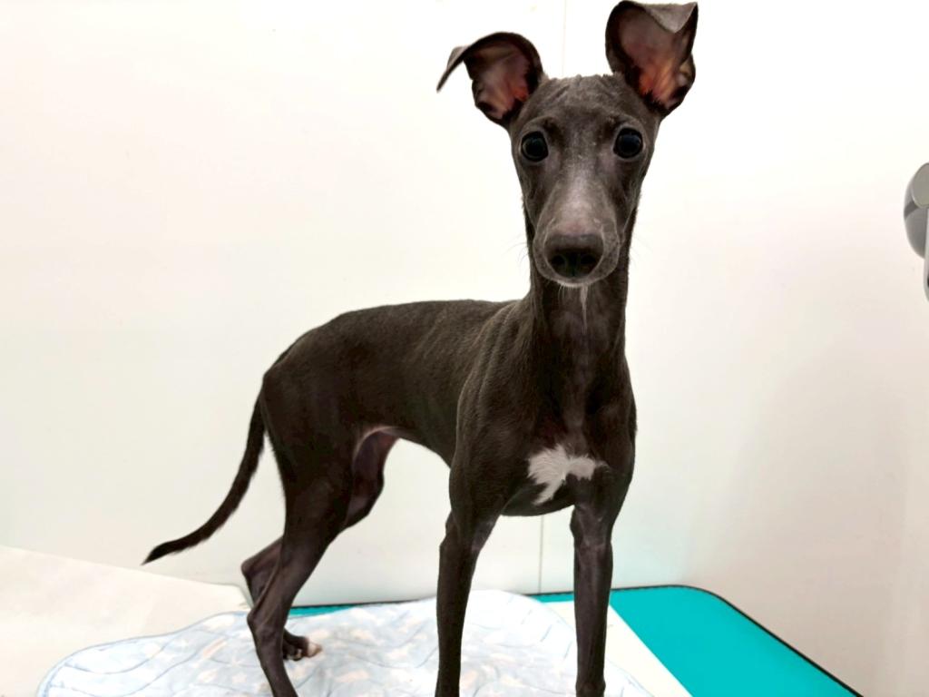 栃木県のイタリアングレーハウンド (ペッツワン宇都宮平出店/2025年5月16日生まれ/女の子/ブルーホワイト)の子犬の1枚目の画像