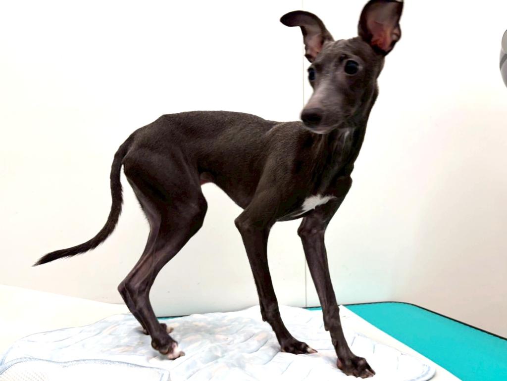 栃木県のイタリアングレーハウンド (ペッツワン宇都宮平出店/2025年5月16日生まれ/女の子/ブルーホワイト)の子犬の3枚目の画像