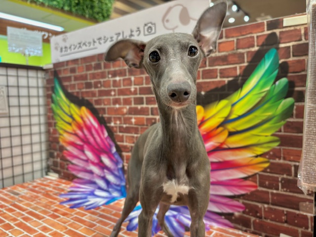 栃木県のイタリアングレーハウンド (ペッツワン小山店/2025年5月16日生まれ/女の子/ブルーホワイト)の子犬の1枚目の画像