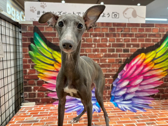 栃木県のイタリアングレーハウンド (ペッツワン小山店/2025年5月16日生まれ/女の子/ブルーホワイト)の子犬の2枚目の画像