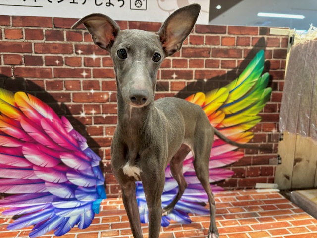 栃木県のイタリアングレーハウンド (ペッツワン小山店/2025年5月16日生まれ/女の子/ブルーホワイト)の子犬の3枚目の画像