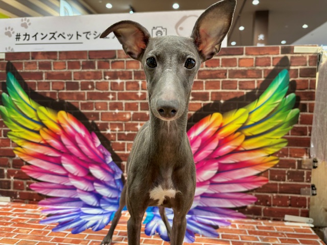 栃木県のイタリアングレーハウンド (ペッツワン小山店/2025年5月16日生まれ/女の子/ブルーホワイト)の子犬の4枚目の画像