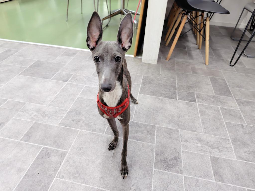 茨城県のイタリアングレーハウンド (OneBuddyトモニー水戸店/2025年6月15日生まれ/男の子/ブルーホワイト)の子犬の4枚目の画像