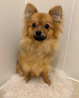 埼玉県のポメラニアン (ペットプラザ草加松原店/2025年6月17日生まれ/女の子/オレンジセーブル)の子犬の1枚目の画像