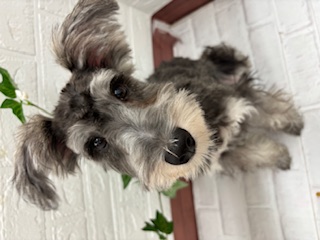 茨城県のミニチュアシュナウザー (ペットアミ石岡店/2025年6月21日生まれ/男の子/ソルトペッパー)の子犬