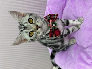 埼玉県のアメリカンショートヘアー (OneBuddy南越谷店/2025年5月9日生まれ/女の子/シルバータビー)の子猫の1枚目の画像