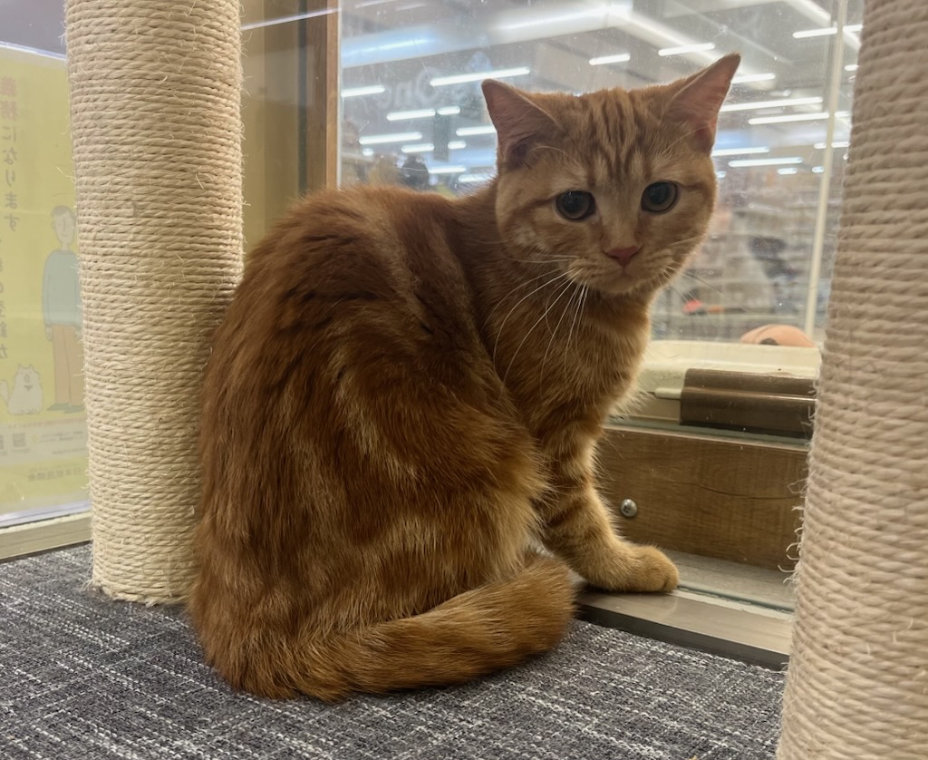 千葉県のマンチカン (ペッツワン富津店/2025年4月5日生まれ/女の子/レッドタビー)の子猫の2枚目の画像