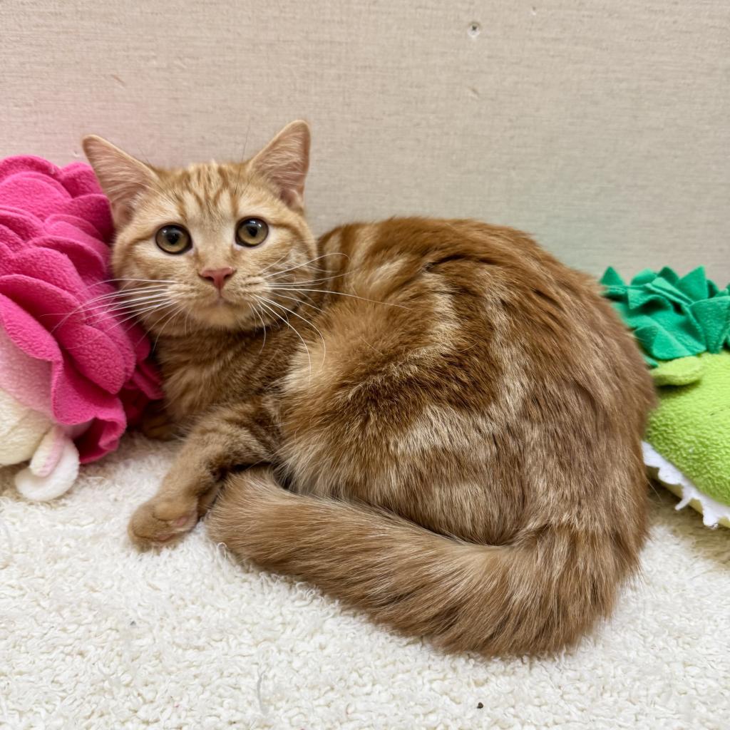 茨城県のマンチカン (ペットアミ鹿嶋店/2025年4月5日生まれ/女の子/レッドタビー)の子猫