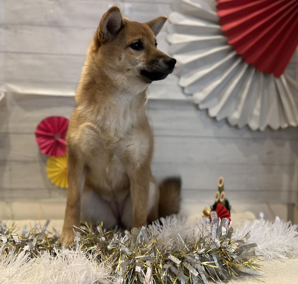 茨城県の柴犬(標準サイズ) (ペッツワン石岡玉里店/2025年6月28日生まれ/女の子/赤)の子犬の2枚目の画像