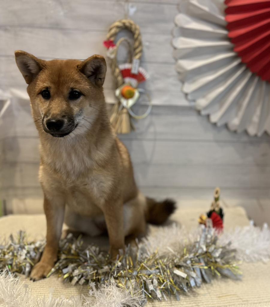 茨城県の柴犬(標準サイズ) (ペッツワン石岡玉里店/2025年6月28日生まれ/女の子/赤)の子犬の3枚目の画像