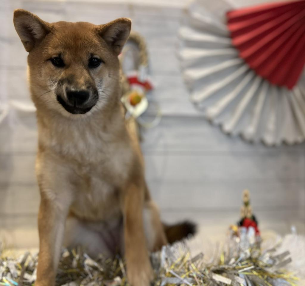 茨城県の柴犬(標準サイズ) (ペッツワン石岡玉里店/2025年6月28日生まれ/女の子/赤)の子犬の4枚目の画像