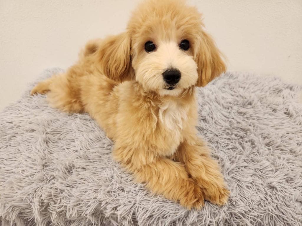 埼玉県のマルプー(マルチーズ×プードル) (ペットプラザ越谷大里店/2025年7月5日生まれ/男の子/その他色)の子犬の3枚目の画像