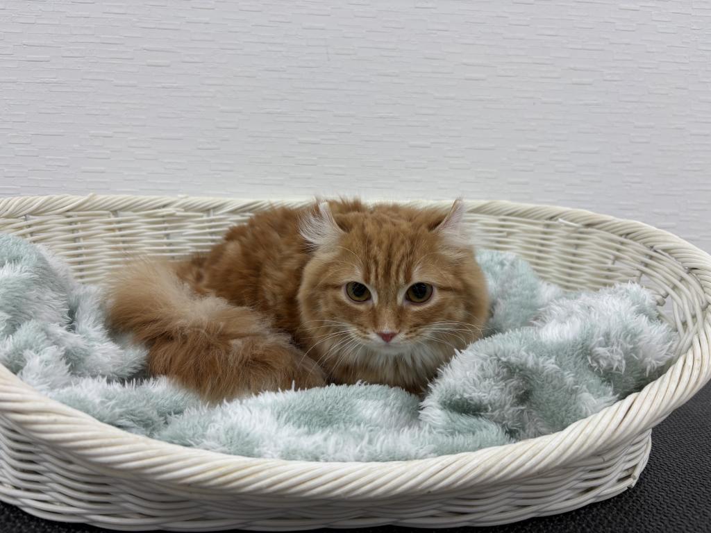 埼玉県のアメリカンカール (OneBuddy宮代店/2025年6月14日生まれ/女の子/レッドタビー)の子猫の3枚目の画像