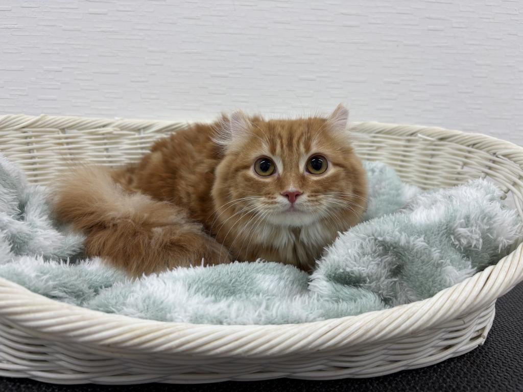 埼玉県のアメリカンカール (OneBuddy宮代店/2025年6月14日生まれ/女の子/レッドタビー)の子猫の1枚目の画像