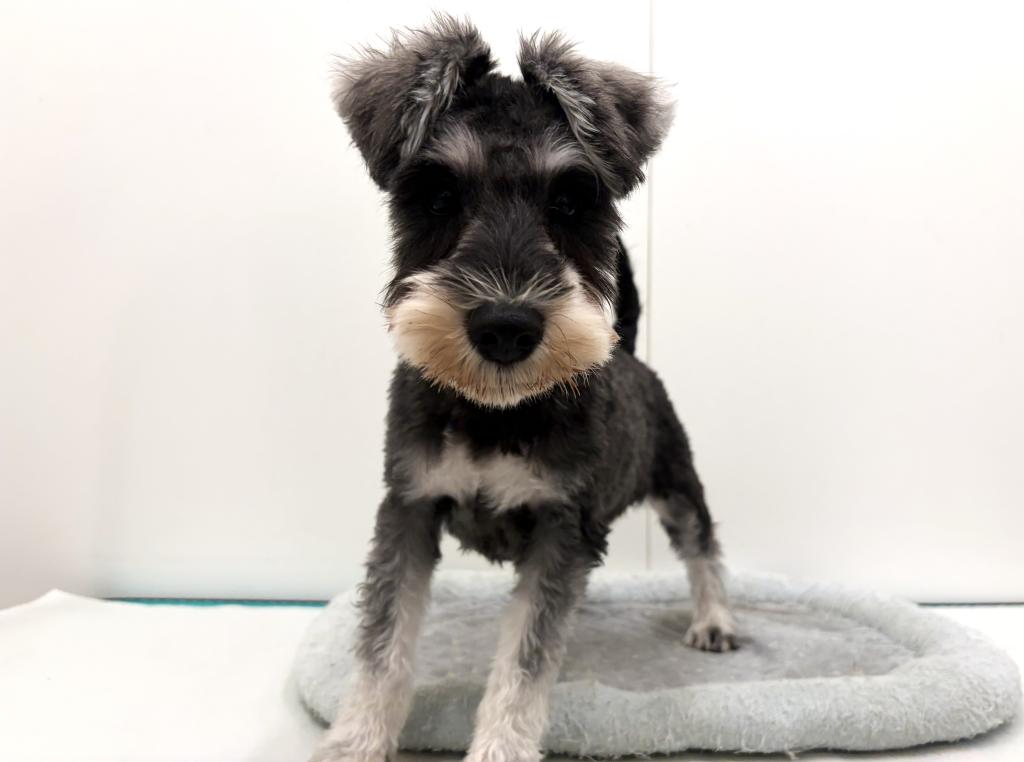 栃木県のミニチュアシュナウザー (ペッツワン宇都宮平出店/2025年7月5日生まれ/女の子/ソルトペッパー)の子犬の1枚目の画像