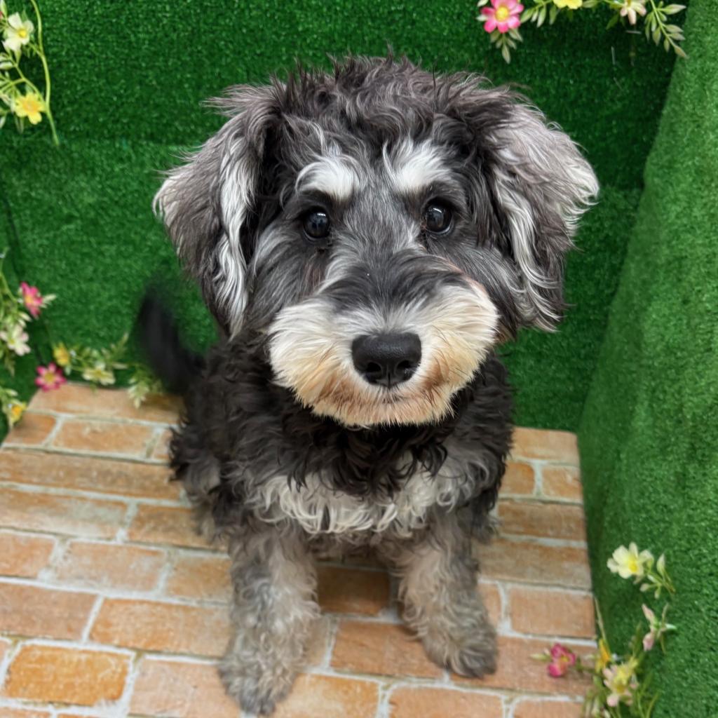 栃木県のミニチュアシュナウザー (ペットアミ鹿沼店/2025年7月5日生まれ/女の子/ソルトペッパー)の子犬の1枚目の画像