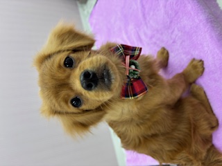 埼玉県のハーフ犬・ミックス犬 (OneBuddy南越谷店/2025年7月5日生まれ/女の子/その他色)の子犬の1枚目の画像