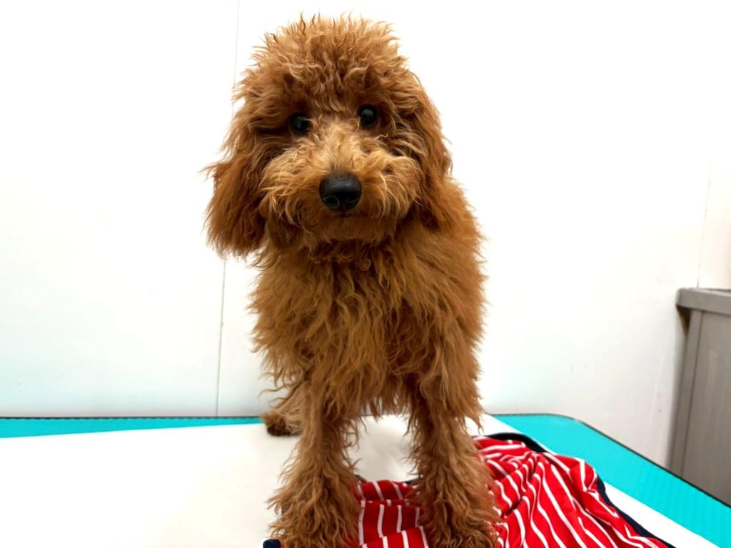 栃木県のトイプードル(トイ) (ペッツワン宇都宮平出店/2025年6月22日生まれ/男の子/レッド)の子犬の4枚目の画像