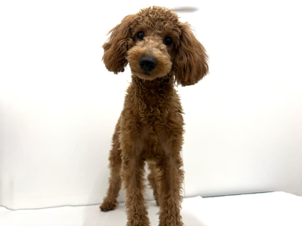 栃木県のトイプードル(トイ) (ペッツワン宇都宮平出店/2025年6月22日生まれ/男の子/レッド)の子犬の1枚目の画像