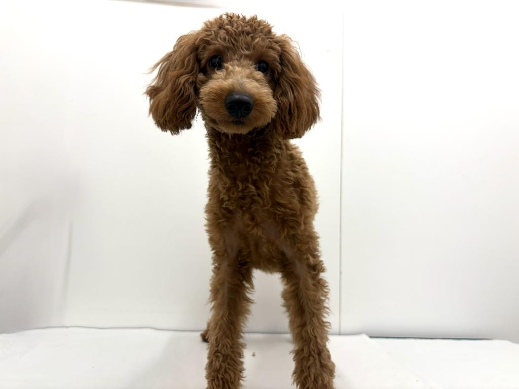 栃木県のトイプードル(トイ) (ペッツワン宇都宮平出店/2025年6月22日生まれ/男の子/レッド)の子犬の2枚目の画像