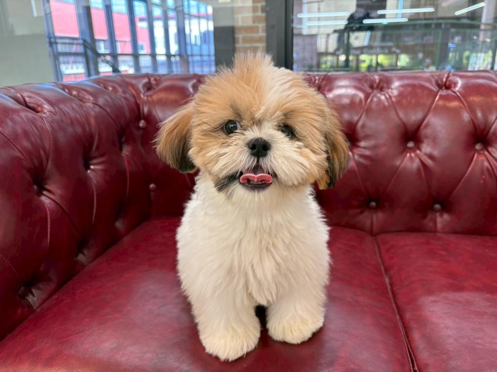 茨城県のシーズー (OneBuddy佐原東店/2025年6月29日生まれ/男の子/ゴールドホワイト)の子犬の3枚目の画像