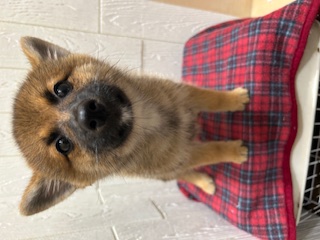 茨城県のハーフ犬・ミックス犬 (OneBuddyトモニー水戸店/2025年7月5日生まれ/男の子/セーブル)の子犬の2枚目の画像