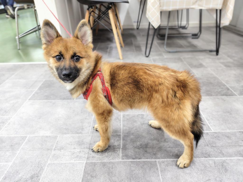 茨城県のハーフ犬・ミックス犬 (OneBuddyトモニー水戸店/2025年7月5日生まれ/男の子/セーブル)の子犬の3枚目の画像