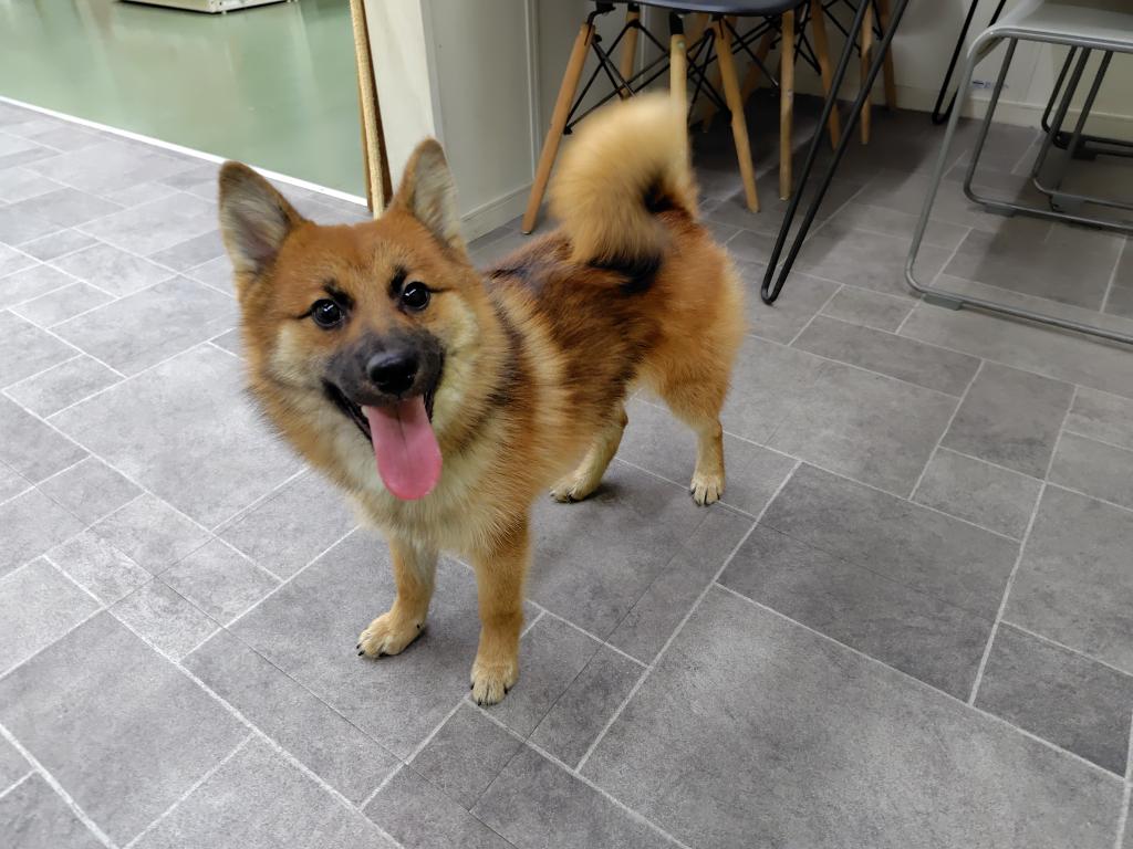 茨城県のポメ柴/豆ポメ/ポメ豆柴(ポメラニアン×柴犬) (OneBuddyトモニー水戸店/2025年7月5日生まれ/男の子/セーブル)の子犬の4枚目の画像