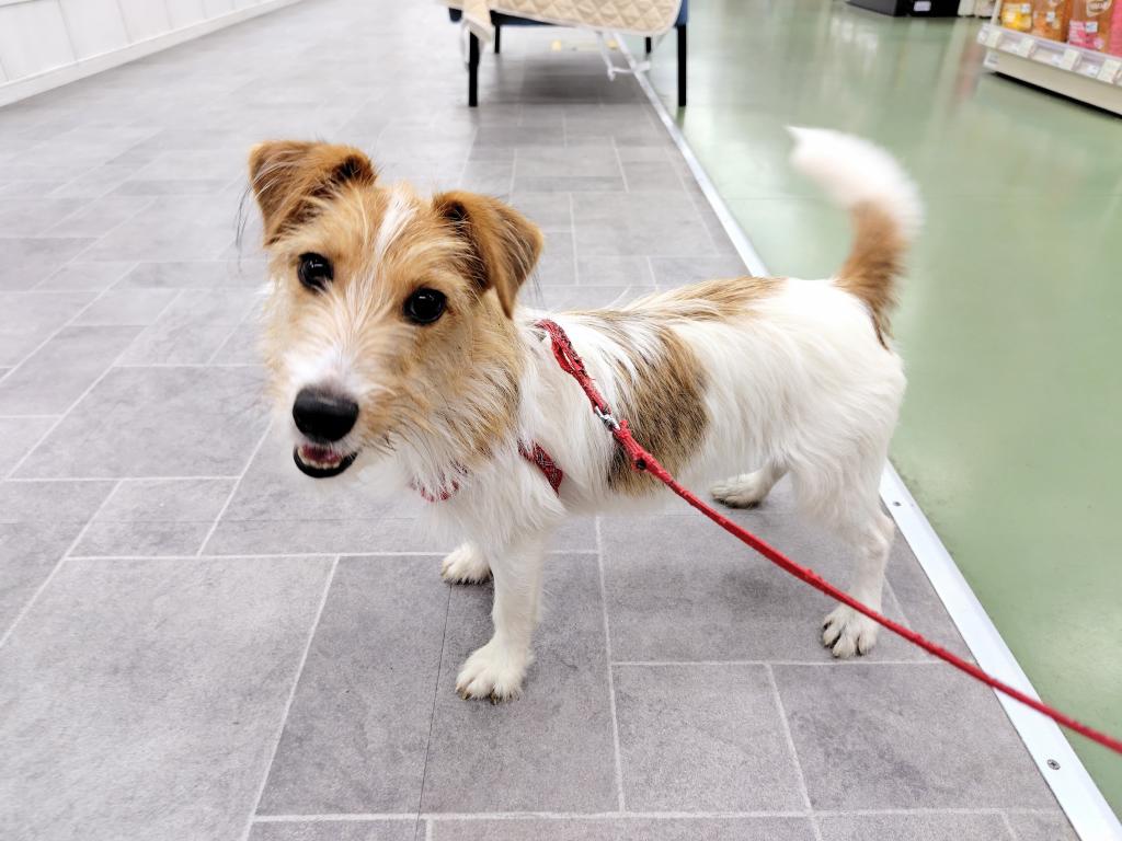 茨城県のジャックラッセルテリア (OneBuddyトモニー水戸店/2025年6月1日生まれ/女の子/ホワイトタン)の子犬の3枚目の画像