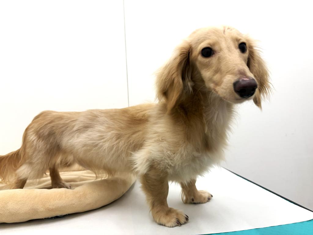 栃木県のミニチュアダックスフンド(ロング) (ペッツワン宇都宮平出店/2025年6月8日生まれ/男の子/イエロー)の子犬の2枚目の画像