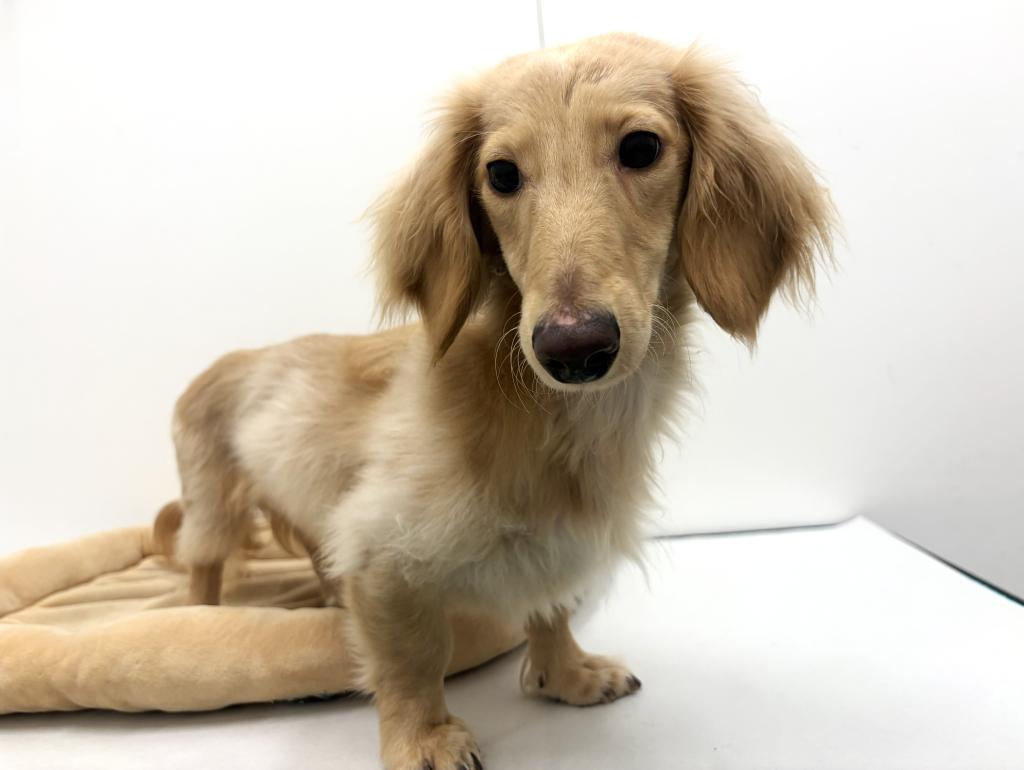 栃木県のミニチュアダックスフンド(ロング) (ペッツワン宇都宮平出店/2025年6月8日生まれ/男の子/イエロー)の子犬の3枚目の画像