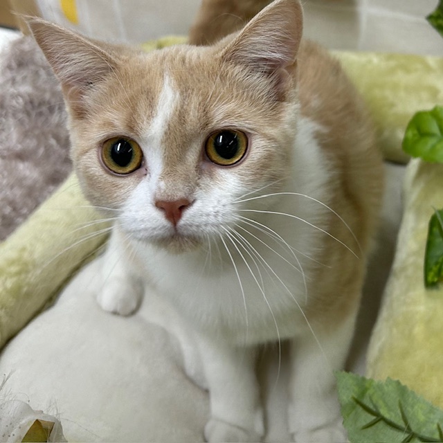 茨城県のブリティッシュショートヘアー (ペットアミ桜川店/2025年6月14日生まれ/女の子/クリームタビーホワイト)の子猫の3枚目の画像