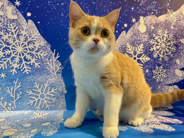 栃木県のブリティッシュショートヘアー (ペッツワン小山店/2025年6月14日生まれ/女の子/クリームタビーホワイト)の子猫の4枚目の画像