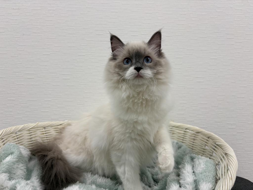 埼玉県のラグドール (OneBuddy宮代店/2025年6月4日生まれ/女の子/ブルーポイントバイカラー)の子猫の3枚目の画像
