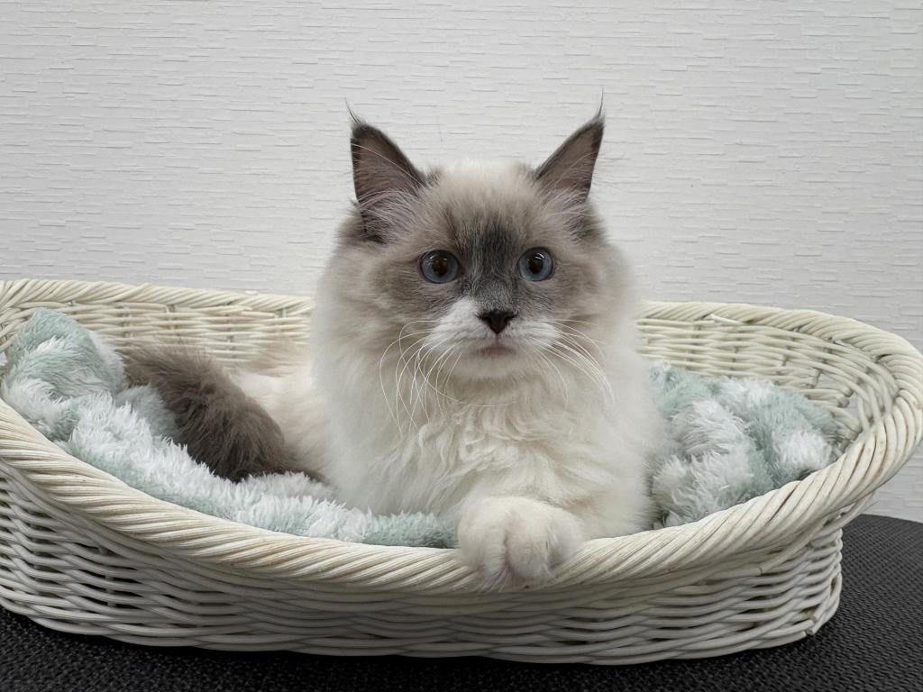 埼玉県のラグドール (OneBuddy宮代店/2025年6月4日生まれ/女の子/ブルーポイントバイカラー)の子猫の2枚目の画像