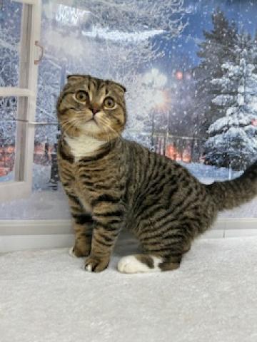 茨城県のスコティッシュフォールド (ペットアミ石岡店/2025年5月31日生まれ/男の子/ブラウンタビーホワイト)の子猫