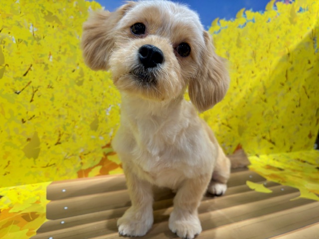 栃木県のハーフ犬・ミックス犬 (ペッツワン小山店/2025年6月8日生まれ/男の子/クリーム)の子犬の1枚目の画像