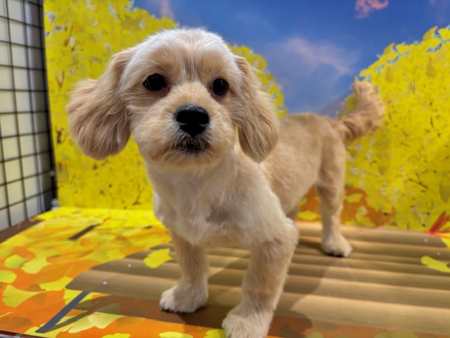 栃木県のハーフ犬・ミックス犬 (ペッツワン小山店/2025年6月8日生まれ/男の子/クリーム)の子犬の2枚目の画像