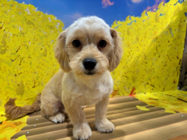 栃木県のハーフ犬・ミックス犬 (ペッツワン小山店/2025年6月8日生まれ/男の子/クリーム)の子犬の3枚目の画像