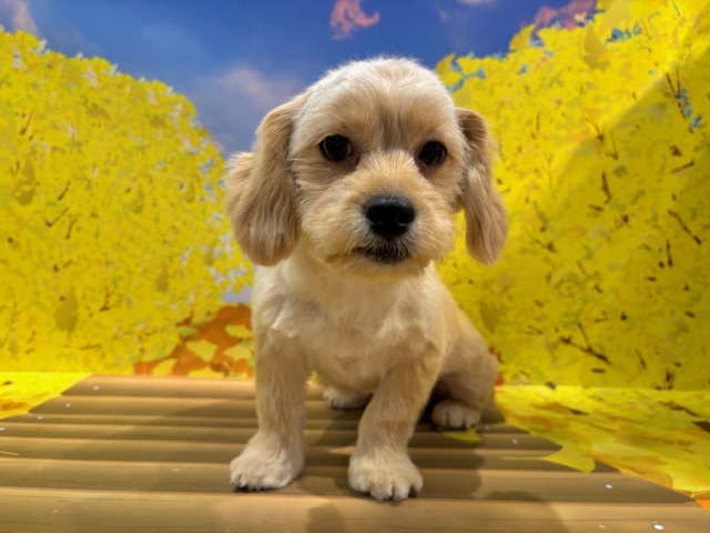 栃木県のハーフ犬・ミックス犬 (ペッツワン小山店/2025年6月8日生まれ/男の子/クリーム)の子犬の4枚目の画像